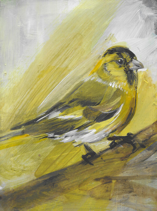 Siskin
