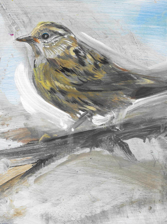 Dunnock / Acrylic on board / framed 24cm x19cm / £145