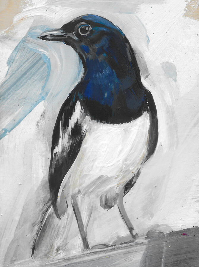 Magpie