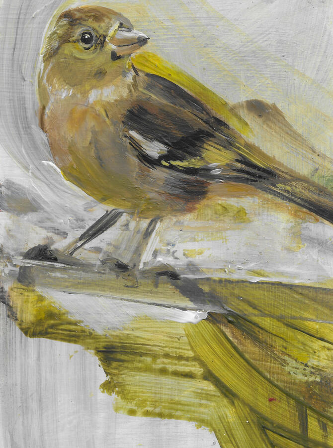 Female Chaffinch / Acrylic on board / framed 24cm x 19cm /£145