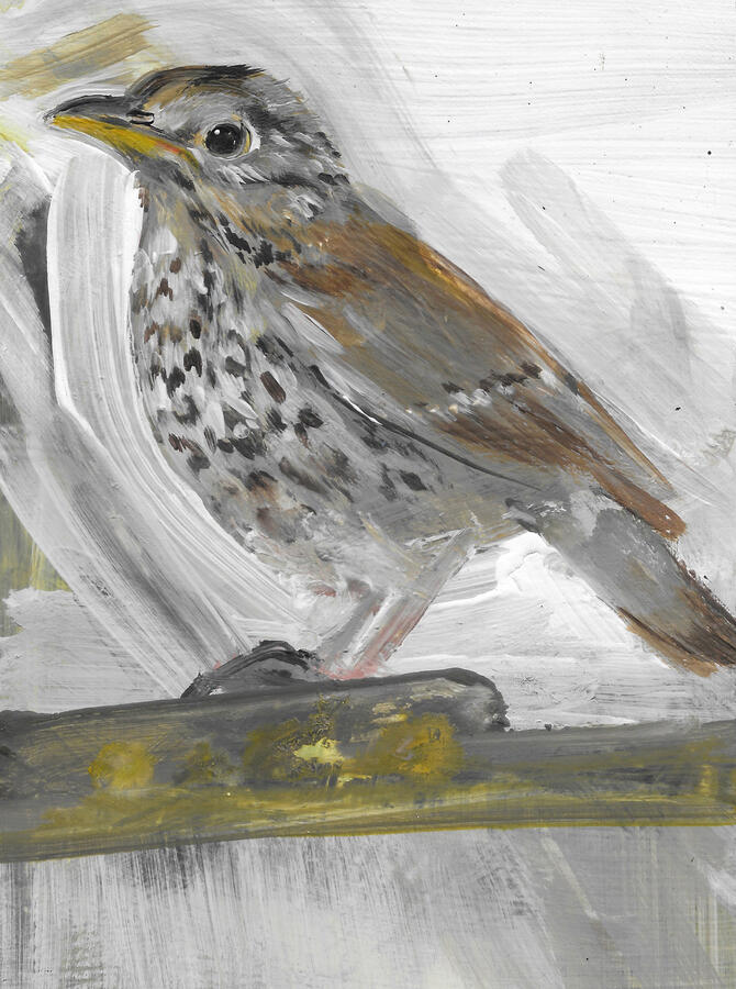 Song Thrush / Acrylic on board / framed 24cm x 19cm / £145