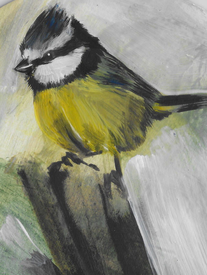 Blue Tit
