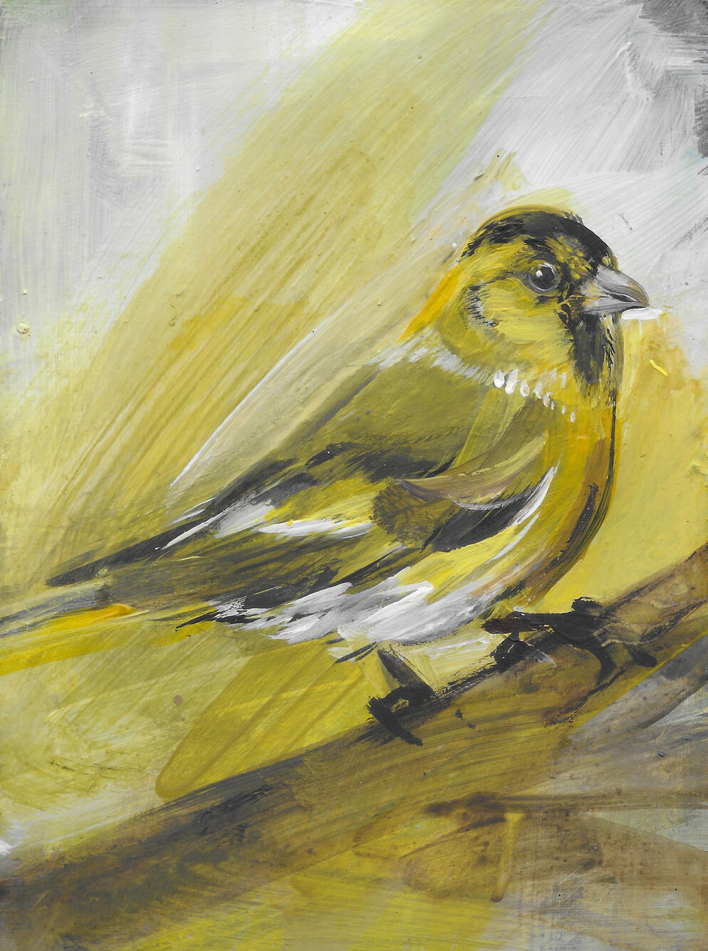 Siskin Acrylic on board (framed) 24cm x 19cm Available