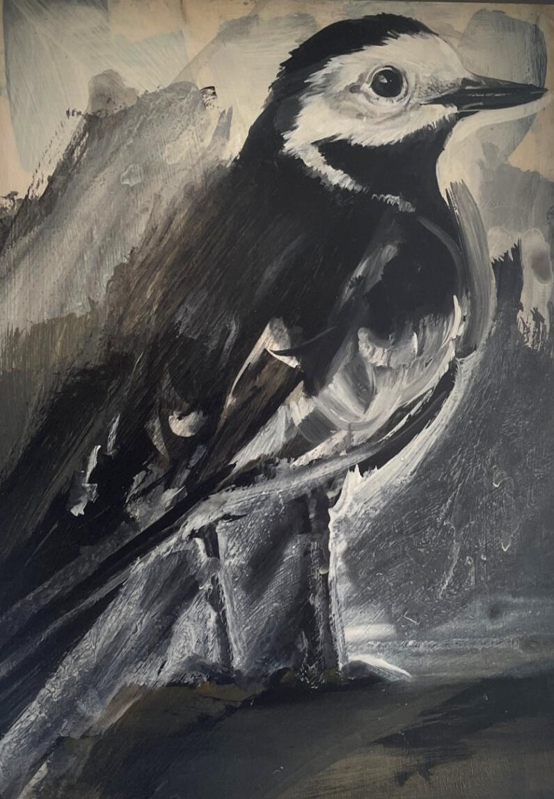 Pied Wagtail Acrylic on board (framed) 25cm x 34cm Available