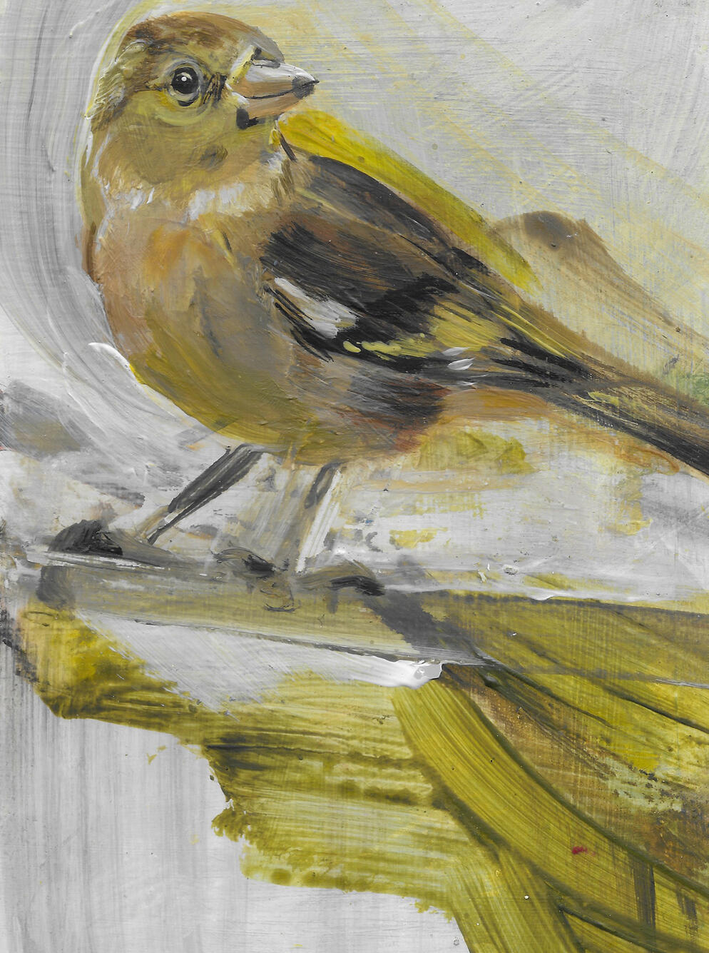 Female Chaffinch Acrylic on board (framed) 24cm x 19cm £145